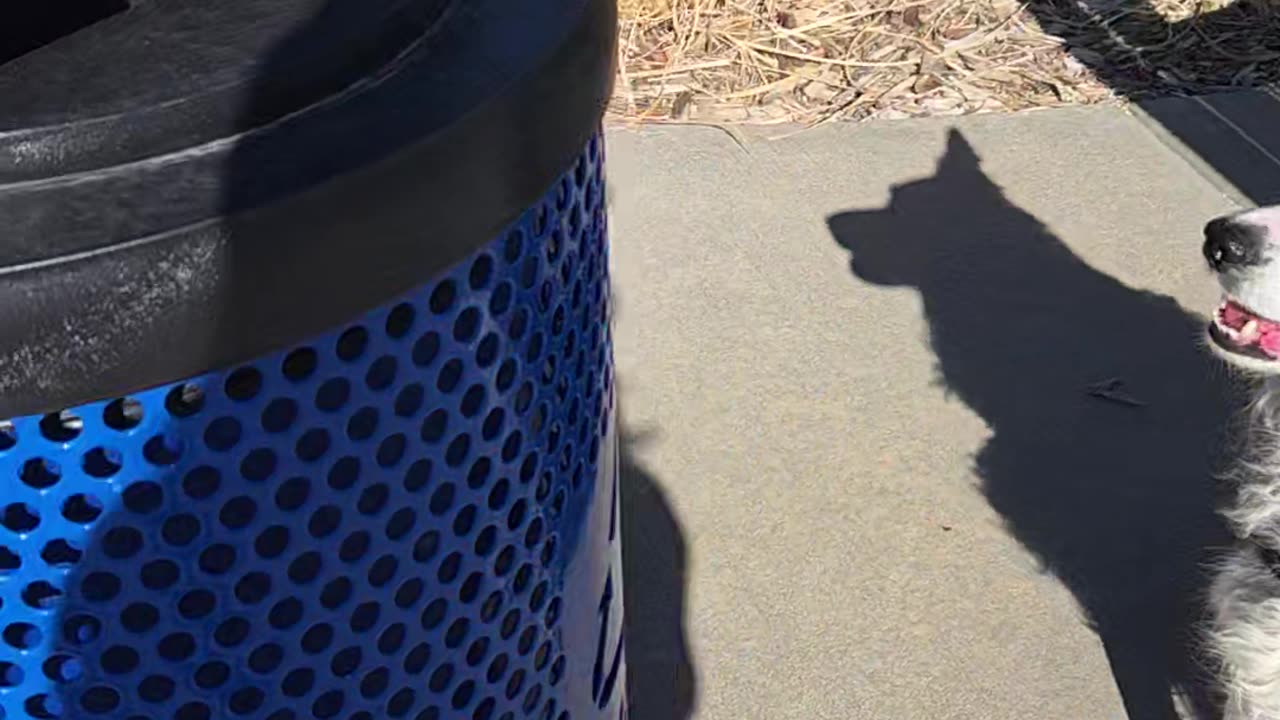 Border Collie Finds Tennis Ball Treasures In Garbage Can