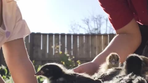 Backyard chickens