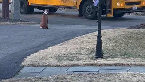 Boxer Accompanies Kids To School Bus