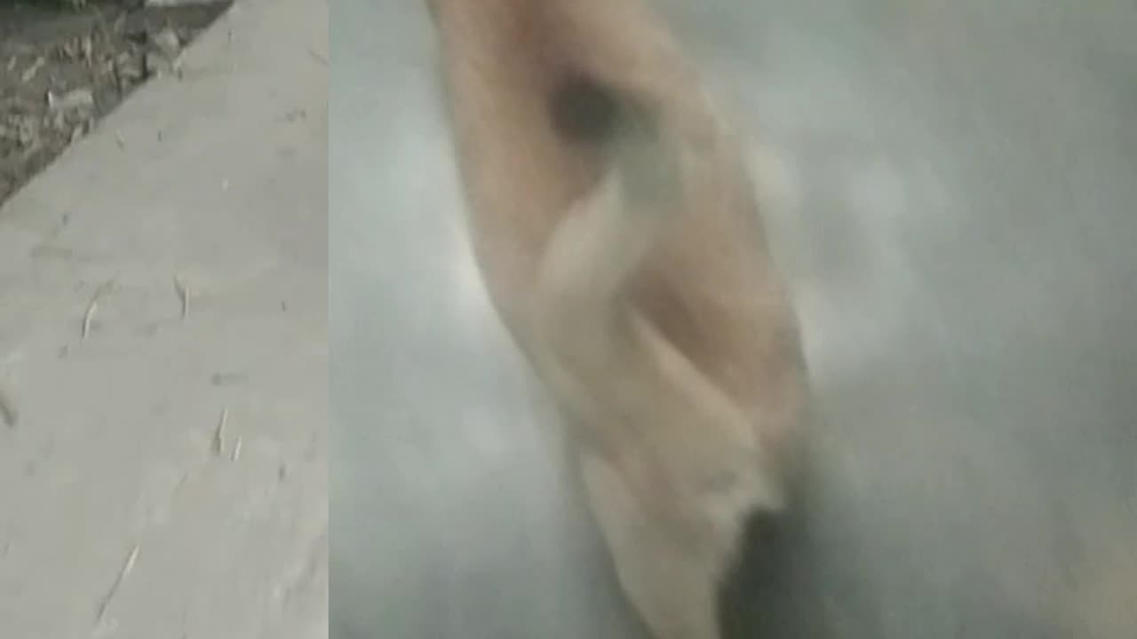 big cat big funny sound