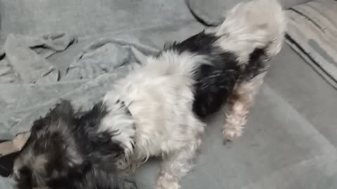 Benji D1 Tuesday June 24 2025 video 2