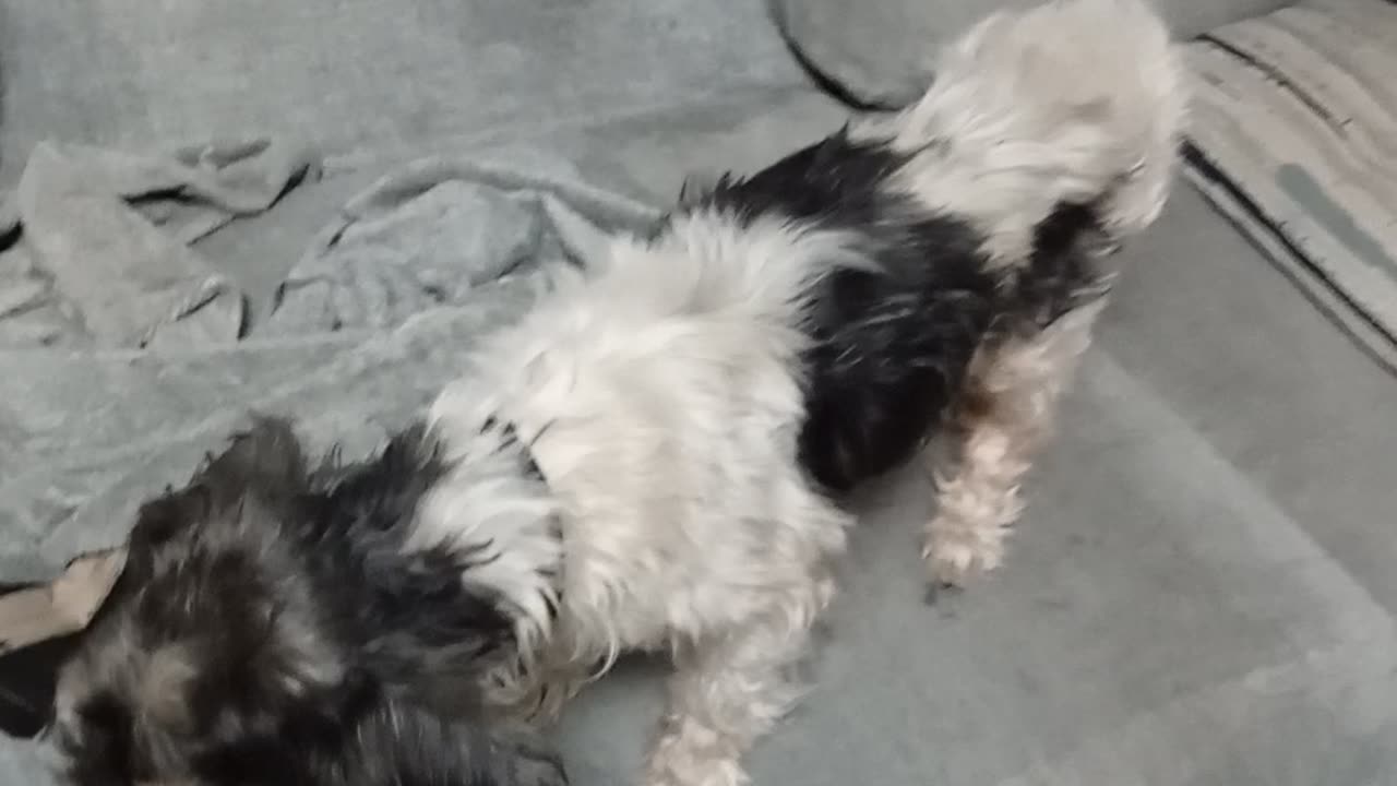 Benji D1 Tuesday June 24 2025 video 2