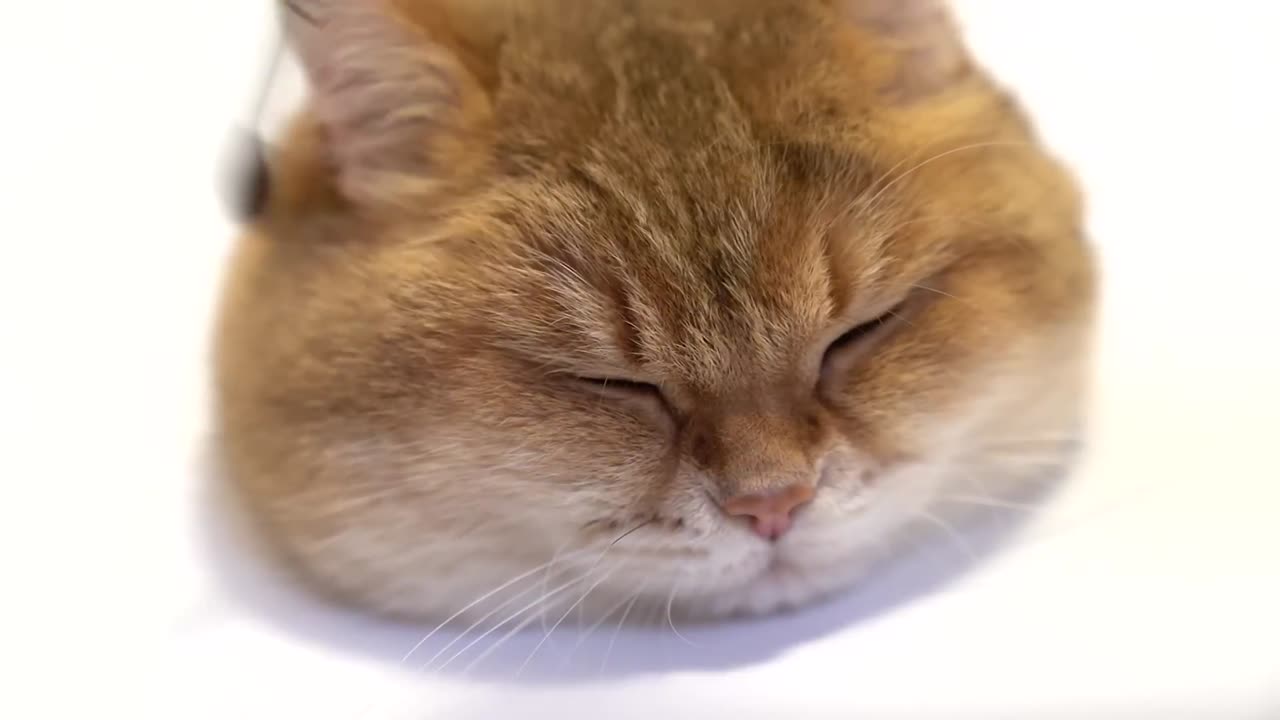 Today is Master: class|how to paint a cat🖌️