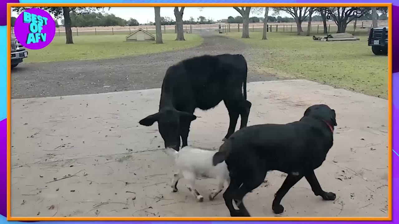 Funniest Fails of the Week