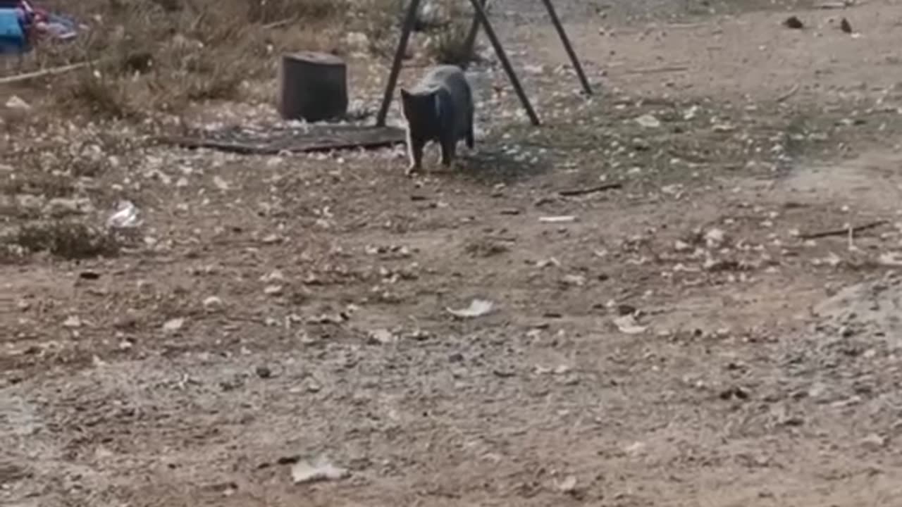 Cats action