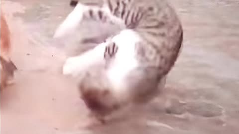 Cat vs rooster