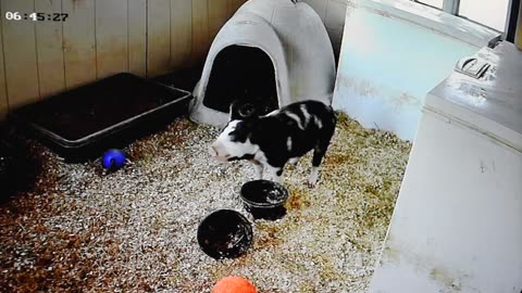 Having piglets is so much fun