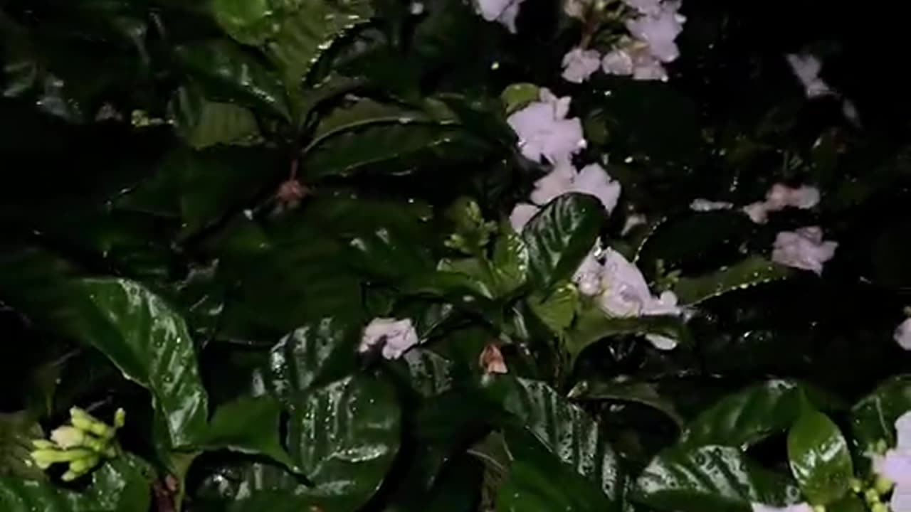 Rainy day with beautiful nature