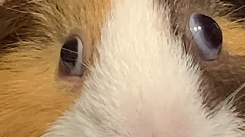 Guinea pigs
