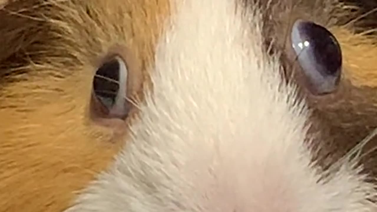 Guinea pigs