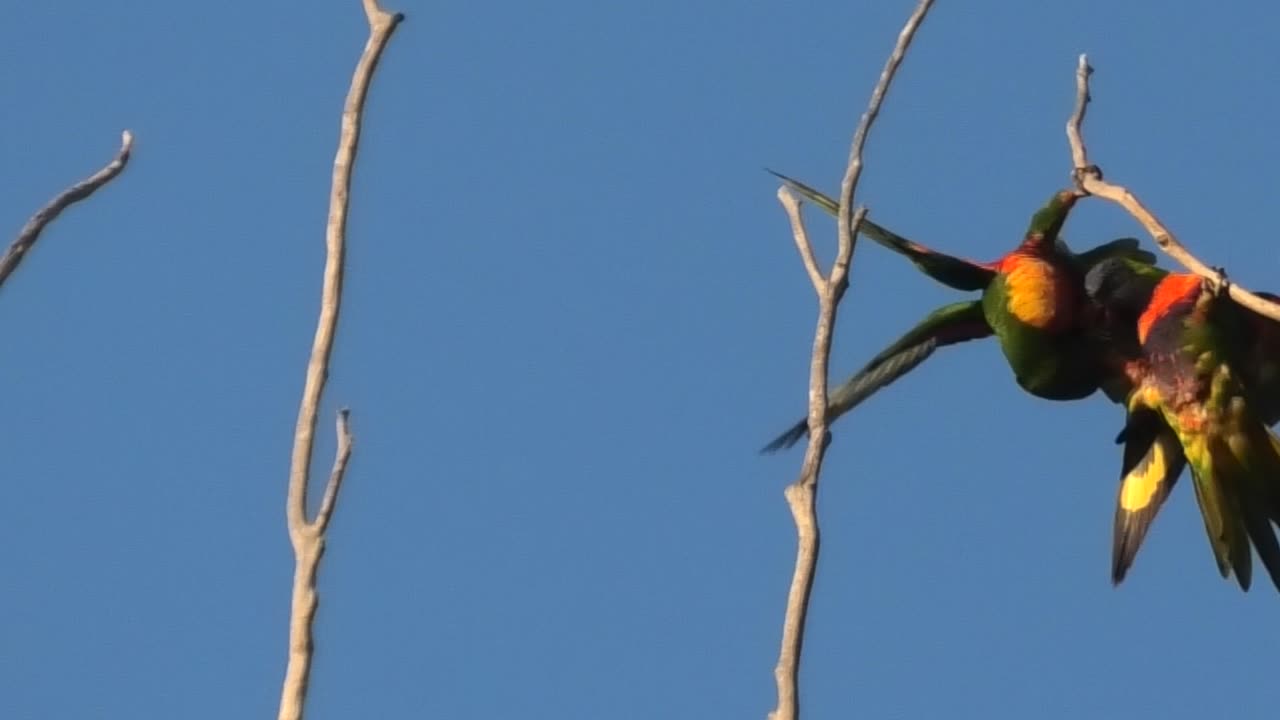 Fighting Lorikeets 1