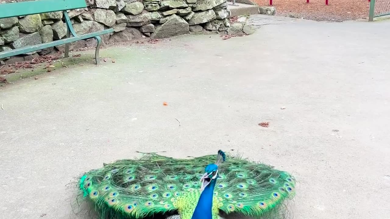 😮✨ The Peacock's Stunning Beauty & Its Annoying Call! | FeedMyCuriosity
