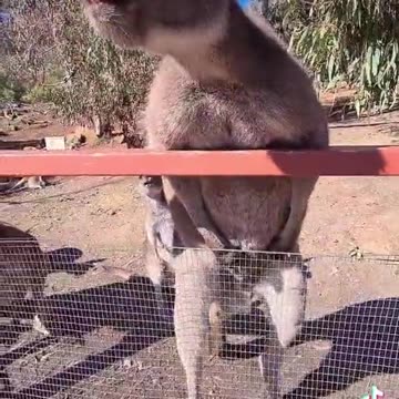 Kangaroo diaries only in Australia 🇦🇺