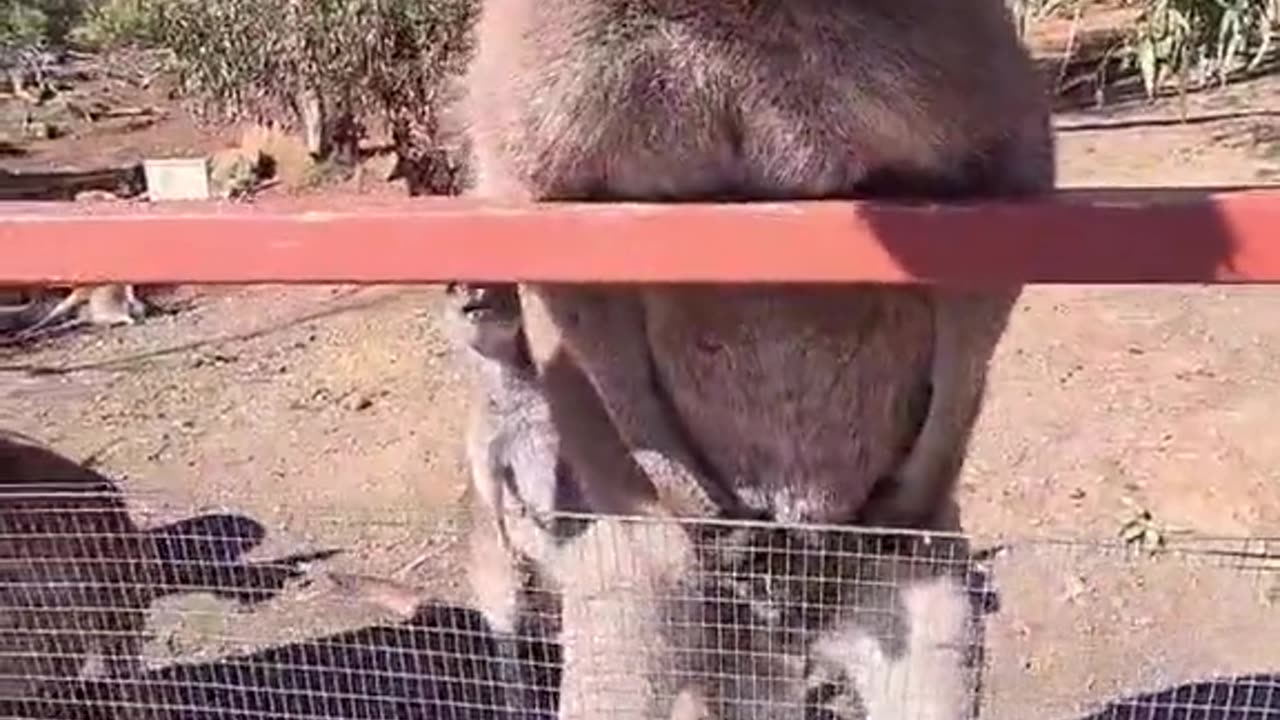 Kangaroo diaries only in Australia 🇦🇺