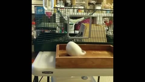 🤣🐭 Rat's Tail Trouble: You Have to See This! | FunFM