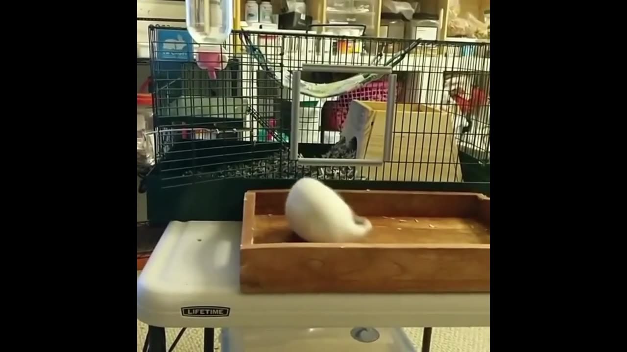 🤣🐭 Rat's Tail Trouble: You Have to See This! | FunFM