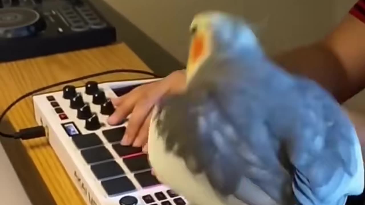 Funny parrot videos 🤣🤣