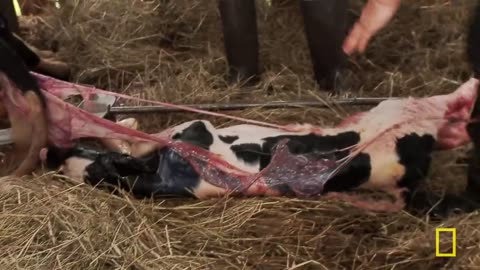 Brutal Summer (Full Episode) Incredible Dr. Pol Nat Geo Animals
