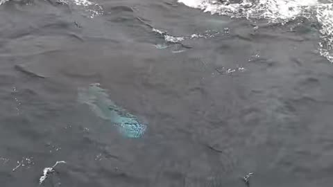 Whale approaching ship