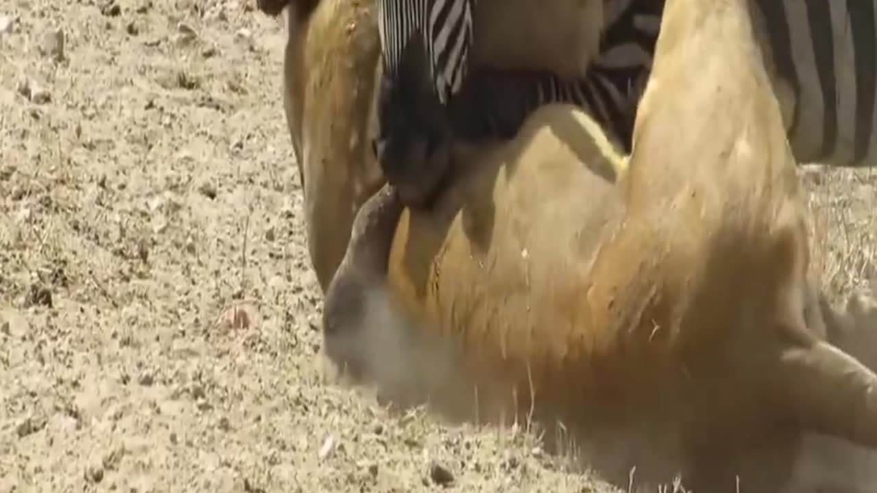 Lion hunting zebra