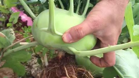 Kohlrabi harvest
