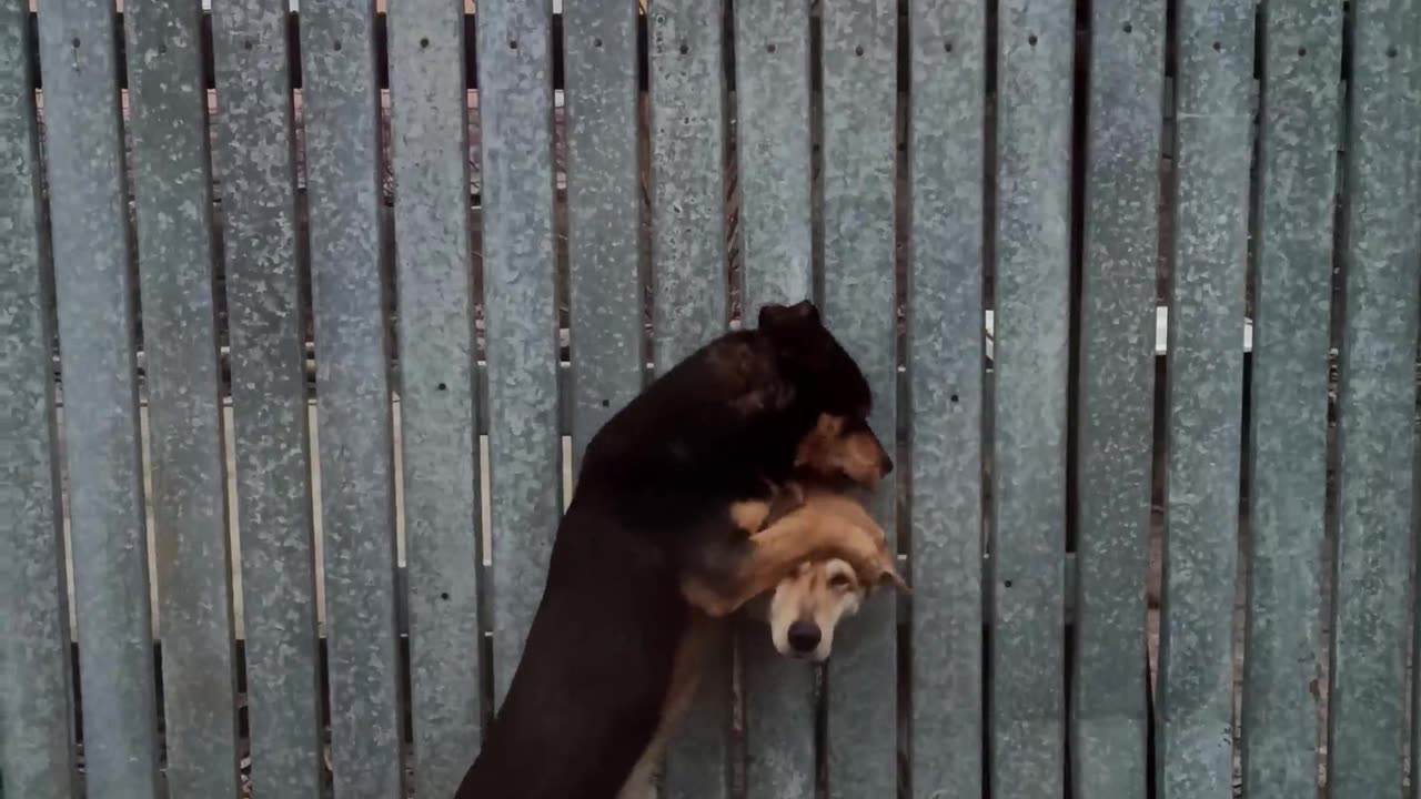 Dog Neighbors Becoming Friends Through the Fence