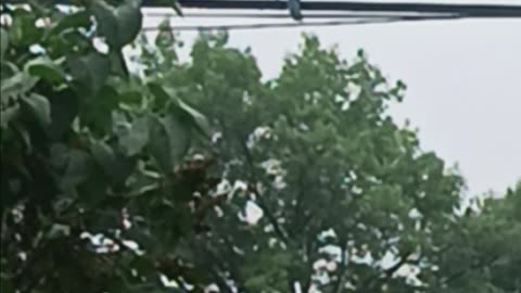 Blue Jay.