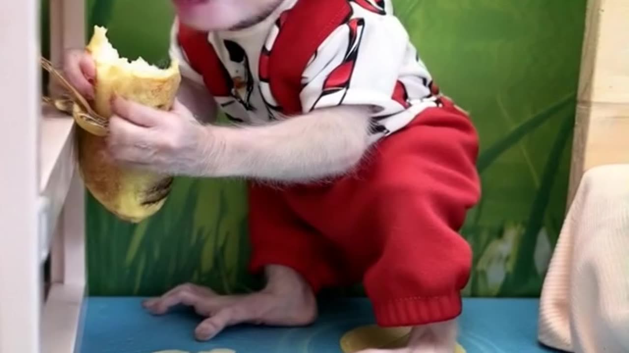 Meet the Lovable Baby Monkey A Heartwarming Adventure! 🐒❤️