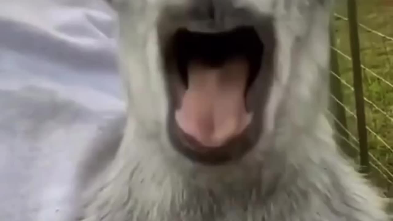 Best scream🤣😁🤣😁😁🤣🤣