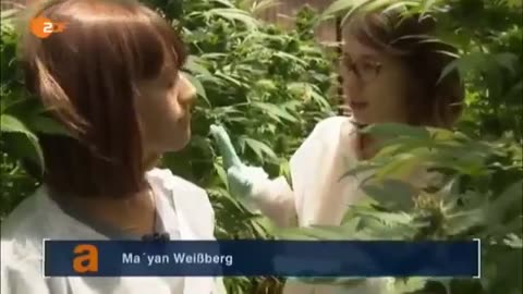 CBD ÖL