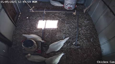 Millar Time Chicken Cam