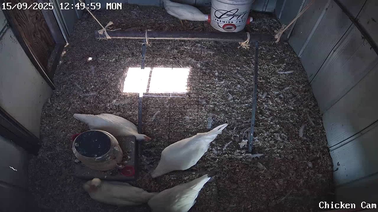 Millar Time Chicken Cam
