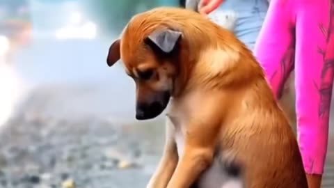 Ek dog se sikh lo kse pyar krte h😢🐕❤️🤗😊❤️