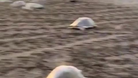 THE LARGEST SEA TURTLE GATHERING ON EARTH