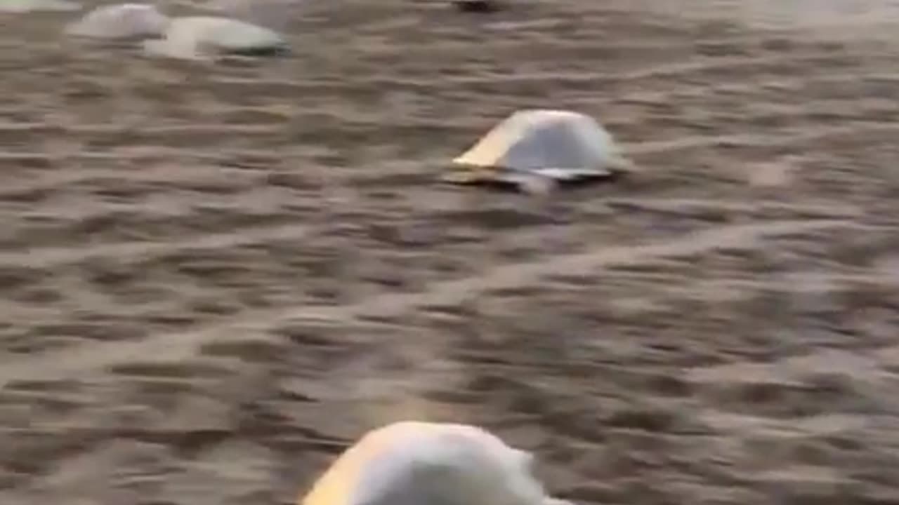 THE LARGEST SEA TURTLE GATHERING ON EARTH