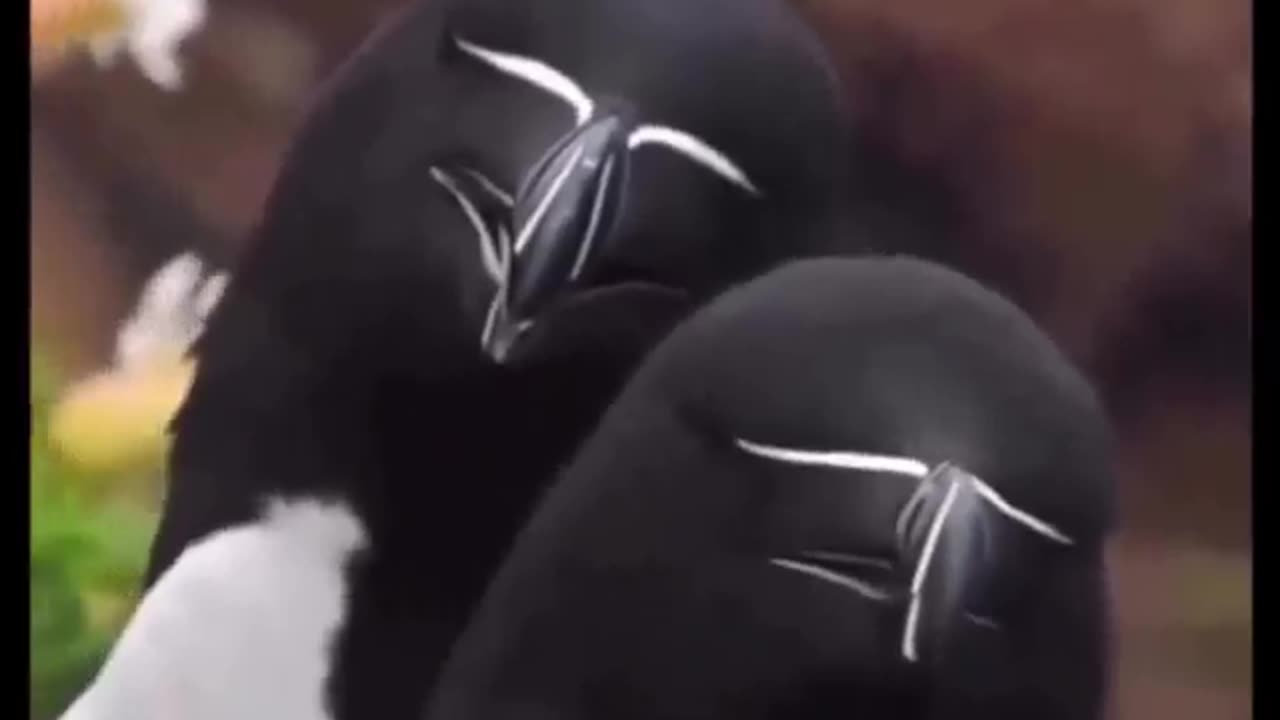 Very attractive sea bird