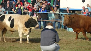 Žuja od Džafića vs Šaronja od Trake Zimča 2025