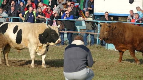 Žuja od Džafića vs Šaronja od Trake Zimča 2025