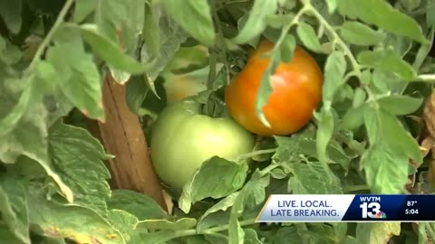 American tomato farmers are already benefitting from the Mexican tariffs