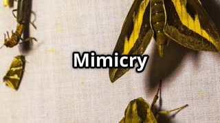 🦋🕷️ Mimicry Moths – Masters of Deception! 🪄🌿
