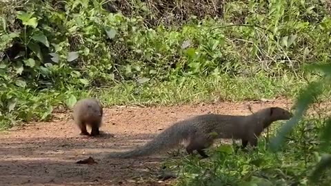 Asian Mongoose
