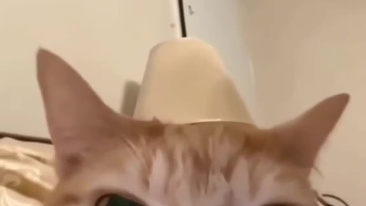 Laughing cat 😺