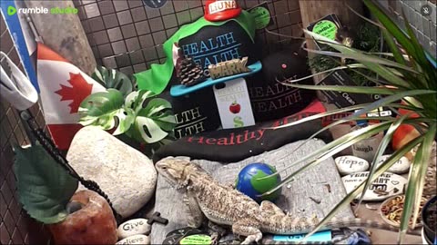 🔴 2025🔴03-18🍁 Live Stream Day 17🔴 🍏Healthy4Life🐉 Mascots 🍎🐲 Meet Kobe & Health A Day In The Life Of Bearded Dragons🐲Day16🐉⭕Live🦎Strea