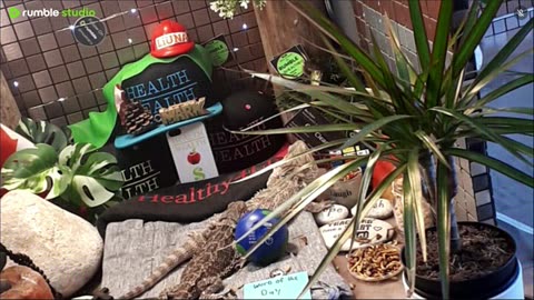 🔴 2025🔴03-18🍁 Live Stream Day 17🔴 🍏Healthy4Life🐉 Mascots 🍎🐲 Meet Kobe & Health A Day In The Life Of Bearded Dragons🐲Day16🐉⭕Live🦎Strea