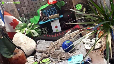 🔴 2025🔴03-18🍁 Live Stream Day 17🔴 🍏Healthy4Life🐉 Mascots 🍎🐲 Meet Kobe & Health A Day In The Life Of Bearded Dragons🐲Day16🐉⭕Live🦎Strea