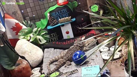 🔴 2025🔴03-18🍁 Live Stream Day 17🔴 🍏Healthy4Life🐉 Mascots 🍎🐲 Meet Kobe & Health A Day In The Life Of Bearded Dragons🐲Day16🐉⭕Live🦎Strea