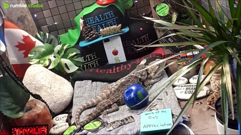 🔴 2025🔴03-18🍁 Live Stream Day 17🔴 🍏Healthy4Life🐉 Mascots 🍎🐲 Meet Kobe & Health A Day In The Life Of Bearded Dragons🐲Day16🐉⭕Live🦎Strea