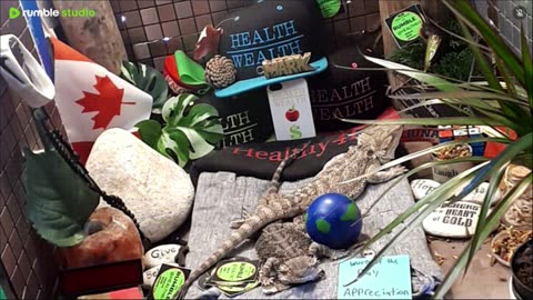 🔴 2025🔴03-18🍁 Live Stream Day 17🔴 🍏Healthy4Life🐉 Mascots 🍎🐲 Meet Kobe & Health🐉 Day In The Life Of Bearded Dragons🐲Day17🐉⭕Live🦎Streaming🔴