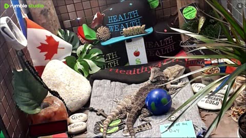 🔴 2025🔴03-18🍁 Live Stream Day 17🔴 🍏Healthy4Life🐉 Mascots 🍎🐲 Meet Kobe & Health🐉 Day In The Life Of Bearded Dragons🐲Day17🐉⭕Live🦎Streaming🔴