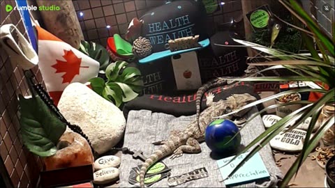 🔴 2025🔴03-18🍁 Live Stream Day 17🔴 🍏Healthy4Life🐉 Mascots 🍎🐲 Meet Kobe & Health🐉 Day In The Life Of Bearded Dragons🐲Day17🐉⭕Live🦎Streaming🔴